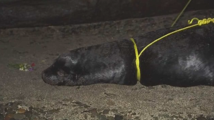 sea lion shot
